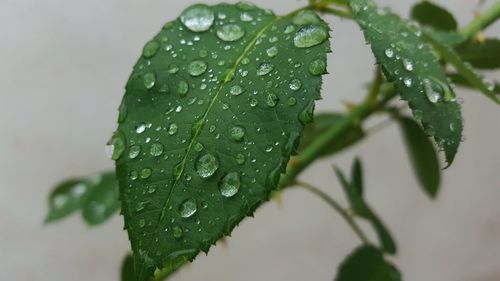 Close-up of wet plant leaves during rainy season