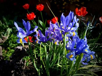 Close-up of purple crocus flowers on field