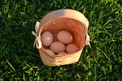 High angle view of eggs in field