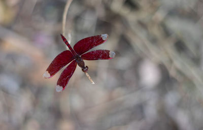 Close-up of red leaves on plant during winter