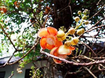 Close-up of flowers blooming on tree