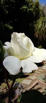plant