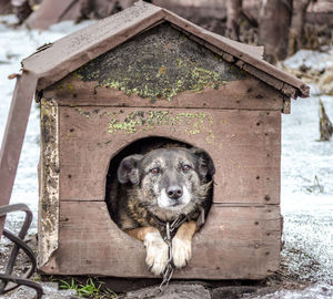 Close-up of dog