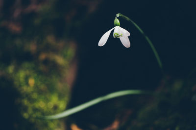 Close-up of white flower blooming outdoors