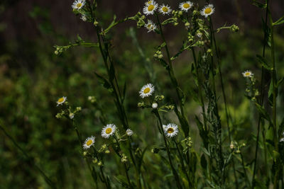 Flowers blooming in spring