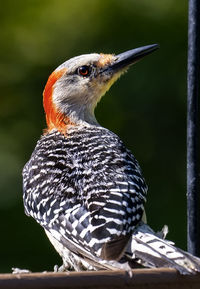 Red-bellied woodpecker looks around the deck