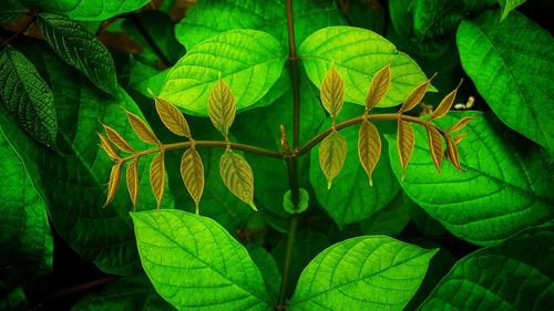 Close-up of leaves