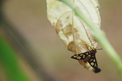 Close-up of butterfly on leaf