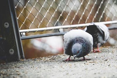 Close-up of pigeon perching