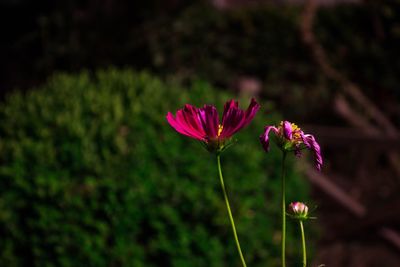 Close-up of pink flowers blooming outdoors