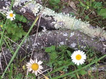 High angle view of white daisy flowers on field