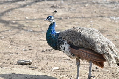 Close-up of a peacock