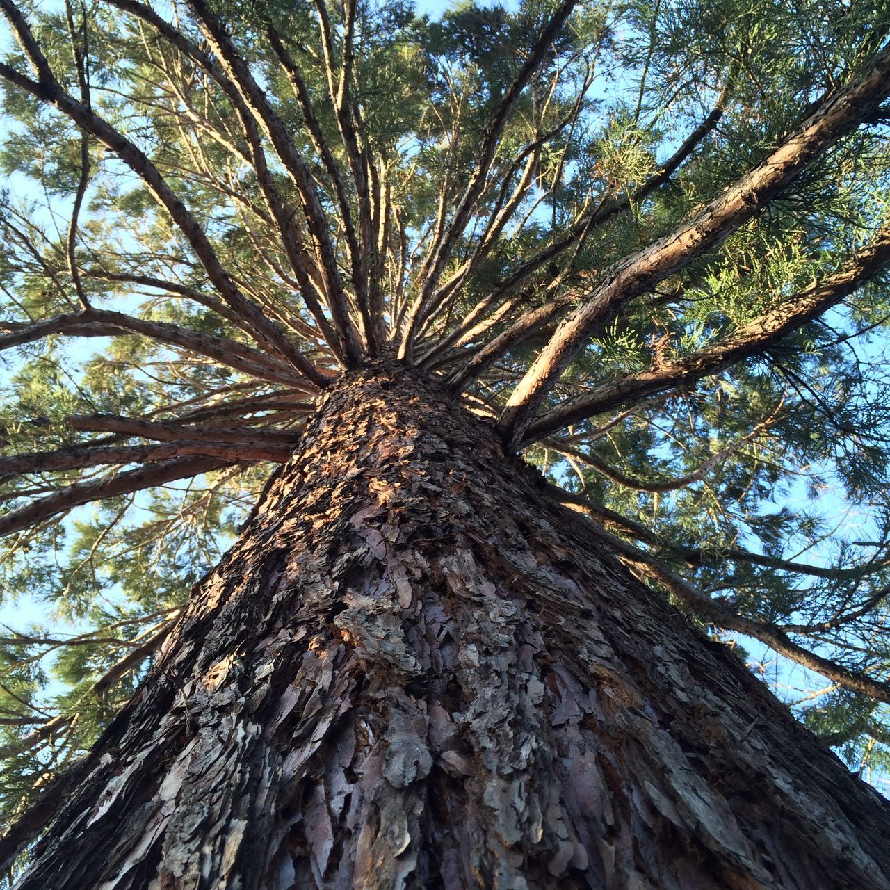 tree, low angle view, tree trunk, branch, growth, nature, bark, forest, day, natural pattern, backgrounds, tranquility, full frame, beauty in nature, tall - high, textured, outdoors, close-up, no people, sky