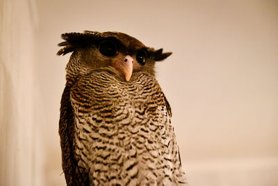 Close-up of owl