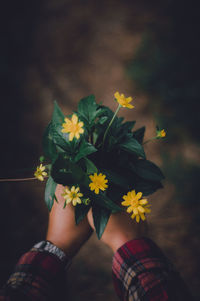 High angle view of woman holding yellow flowering plant