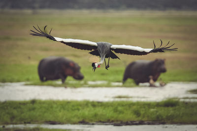 Birds flying in a field