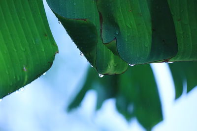 Close-up of raindrops on leaves