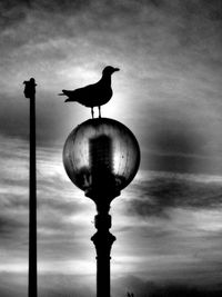 Close-up of silhouette bird perching against sky