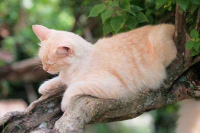 Close-up of a cat on branch