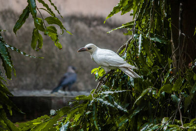 The good-luck charm. the white crow. the messenger