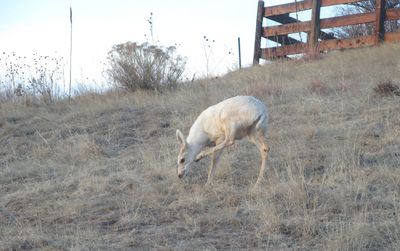 Deer grazing on field