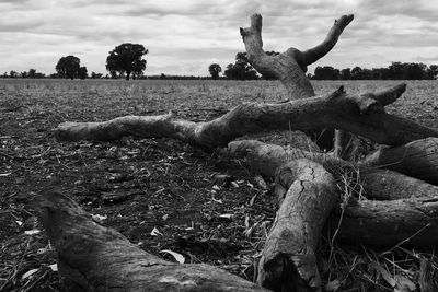 Trees on field against cloudy sky