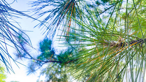 Low angle view of tree against sky