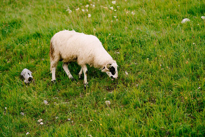 Sheep grazing in a field