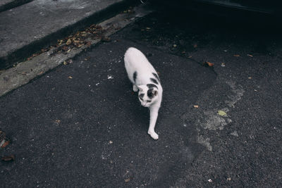 High angle view of dog on street