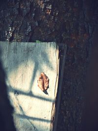 High angle view of cat on floor