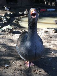 Close-up of bird