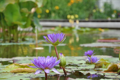 Close-up of purple water lily in lake