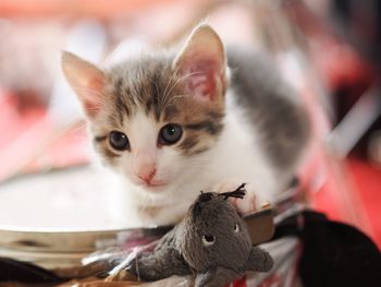 Close-up portrait of a kitten