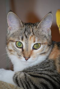 Close-up portrait of a cat