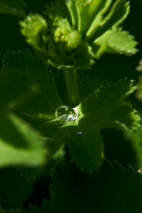 Full frame shot of fresh green leaf