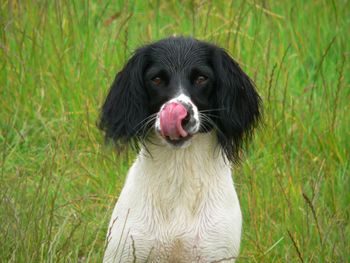 Portrait of dog sitting on grass