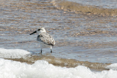 Seagull perching on a beach