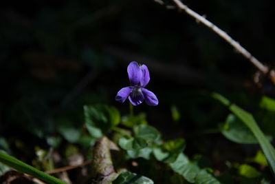 Close-up of purple flowering plant