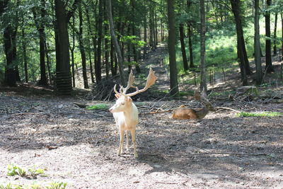 Deer in forest