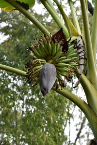 Low angle view of tree growing on plant