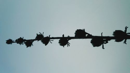 Low angle view of silhouette birds against clear sky