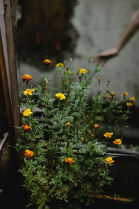 High angle view of blooming flowers