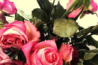 Close-up of pink roses