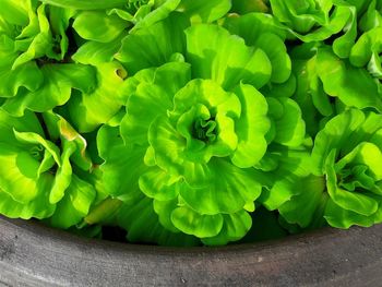 High angle view of green flowering plant