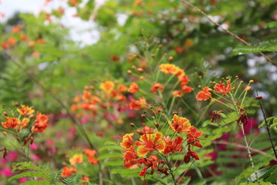 Close-up of orange flowering plants