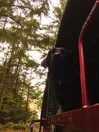 Low angle view of dog on tree