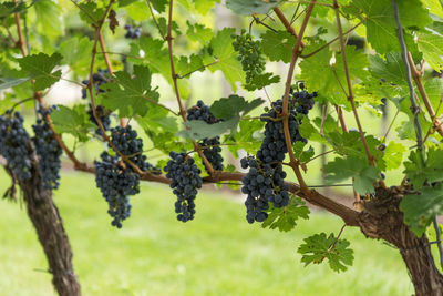 Grapes growing in vineyard