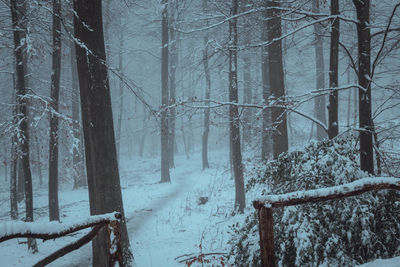 Trees in forest during winter