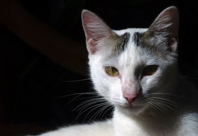 Close-up portrait of a cat