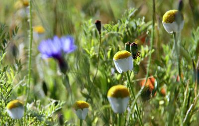 Close-up of flowers blooming in field